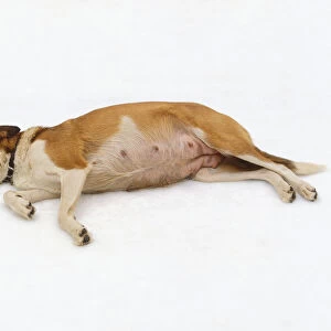 Pregnant dog lying on side