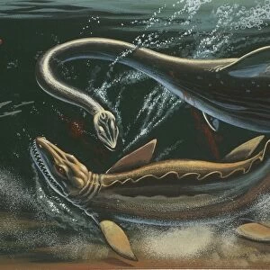 Prehistoric marine animals, underwater view, illustration