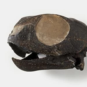 Puppigerus (Marine turtle), a type of anapsid reptile, fossilised skull, Eocene era