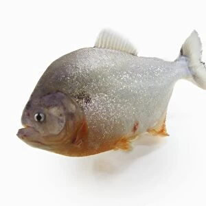 Red-bellied Piranha, Serrasalmus nattereri, a Red Piranha with stocky body and jutting jaw