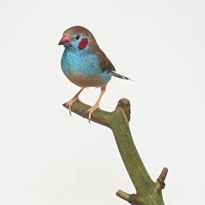 Red-cheeked Cordon Bleu Finch (Uraeginthus bengalus) on a branch
