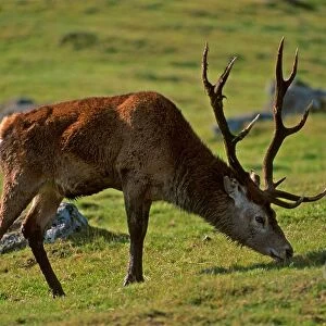 Red Deer. Cervus ElapUs. Highlander Wildlife Park