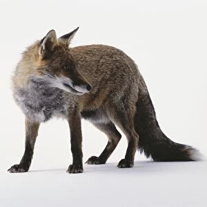 Red Fox (Vulpes vulpes), standing, looking away