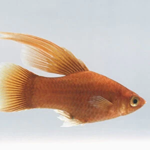 Red Hi-Fin Platy (Xiphophorus maculatus) fish, side view