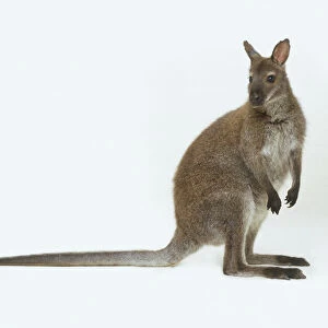 Red-necked Wallaby (Macropodidae)