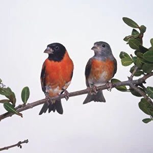 Two Red Siskin birds (Carduelis cucullata) on a leafy branch, front view