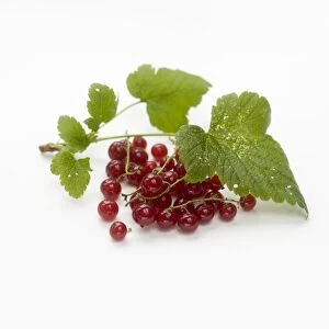 Redcurrants and leaves, close-up