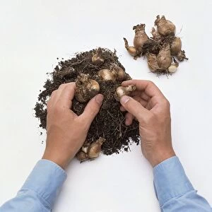 Removing daffodil bulbs from heap of compost