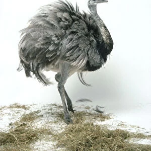 A rhea, standing, side view
