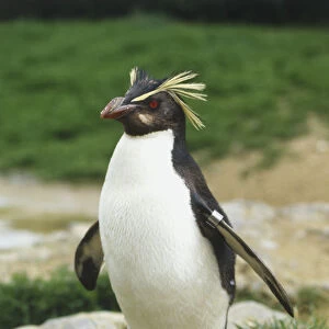 Rockhopper Penguin, Eudyptes chrysocoma, standing on a rock, front view
