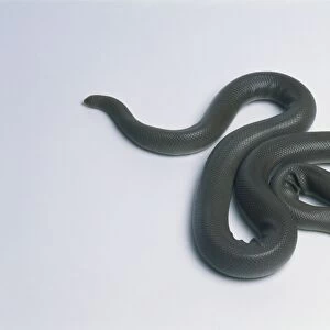 Rubber boa (Charina bottae), dark green snake, curled up