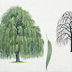 Salicaceae - Babylon Willow Salix Babylon, illustration