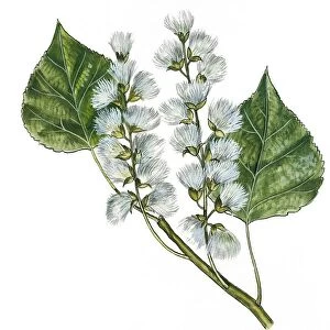 Salicaceae - Plumed seeds of Black poplar Populus nigra, illustration