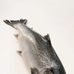 Salmon, high angle view