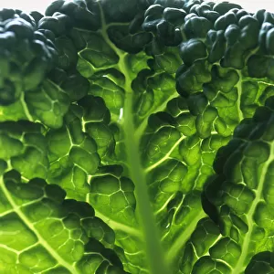 Savoy cabbage leaf, close-up