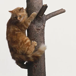 Semi-longhair ginger tabby cat (Felis silvestris catus), clinging to tree trunk, looking down