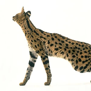 Serval cat (Felis serval), side view