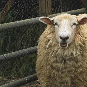 Sheep with long fleece by farm fence, front view
