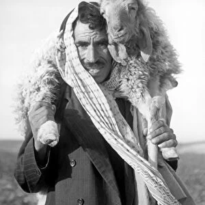 Shepherd with injured sheep, Jordan