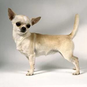 Short hair Chihuahua, standing