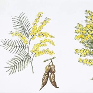 Silver Wattle (Acacia dealbata) plant with flower, leaf, illustration