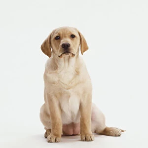 Sitting Labrador Retriever Puppy (Canis familiaris), front view