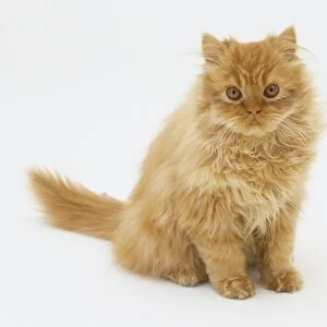 Sitting long-haired ginger Kitten (Felis catus), front view