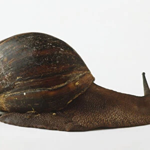 Snail with cone-shaped shell, facing away