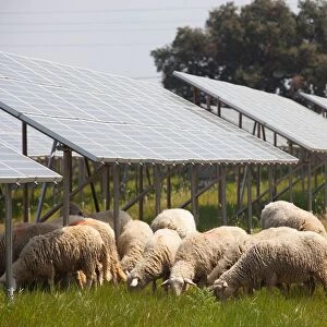 Solar Panels. Solar Power Plant. Area of Vulci. Province of Viterbo. Lazio. Italy. Europe