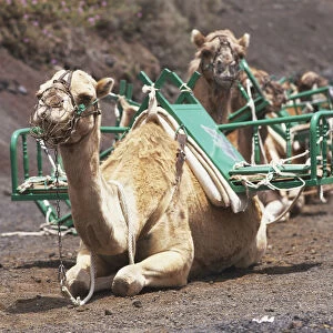 Spain, Canary Islands, Lanzarote, Parque Nacional de Timanfaya, Echadero de los Camellos, camels used for camelback tours seated in dromedary station, camel in forefront wearing wire muzzle
