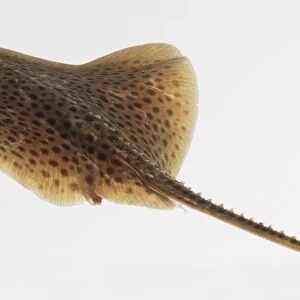 A Spotted Ray (Rajiformes) swimming