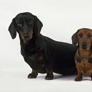 Standard black and tan Smooth Haired Dachshund and red Miniature Smooth Haired Dachshund sitting together