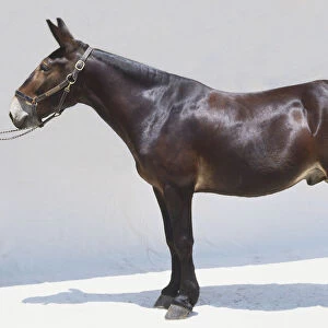 Standing mule, side view