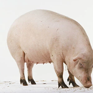 Standing pig with head lowered to the ground, side view