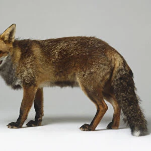 Standing Red Fox (Vulpes vulpes), side view