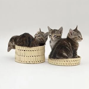 Four tabby kittens and woven basket and lid