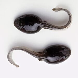 Two tadpoles