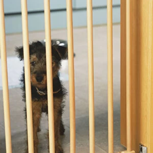 Terrier Puppy (Canis familiaris) standing behind wooden bars, front view