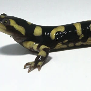 Tiger salamander, head raised slightly