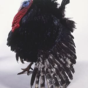 A turkey with black coat