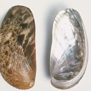 Upper and underside view of Donkey s-ear Abalone shell