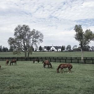 Usa, kentucky, thoroughbred race horses grazing in pastures near lexington