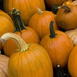 USA, New England, Pumpkin crop