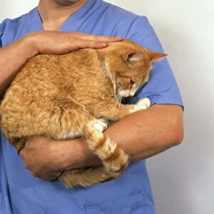 Vet holding and stroking stroking ginger and white cat