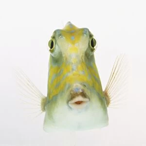 Front view of Cowfish