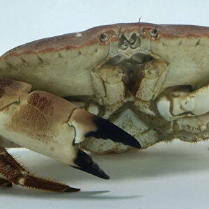 Front view of Edible Crab