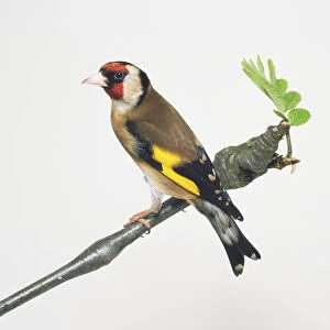 Side view of a Eurasian Goldfinch, a colourful finch, with head in profile, perching on a narrow branch, showing yellow wing bar, pale rump shows in flight, and forked tail