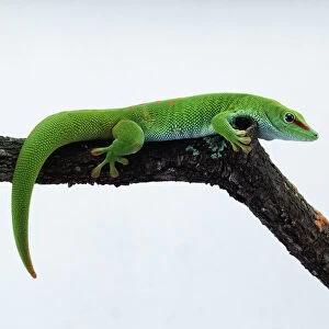 Side view of madagascar day gecko (phelsuma madagascariensis) on branch
