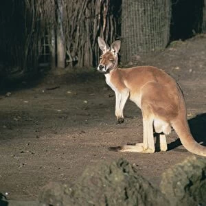 Side view of red kangaroo