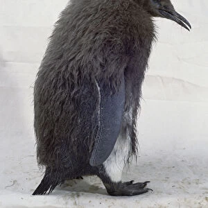 Side on view of a young brown penguin with a new coat looking down